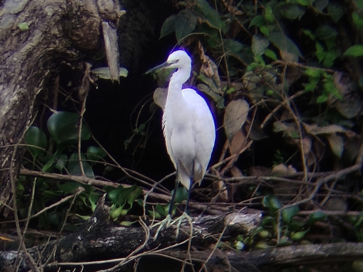 Little Egret - ML645383698