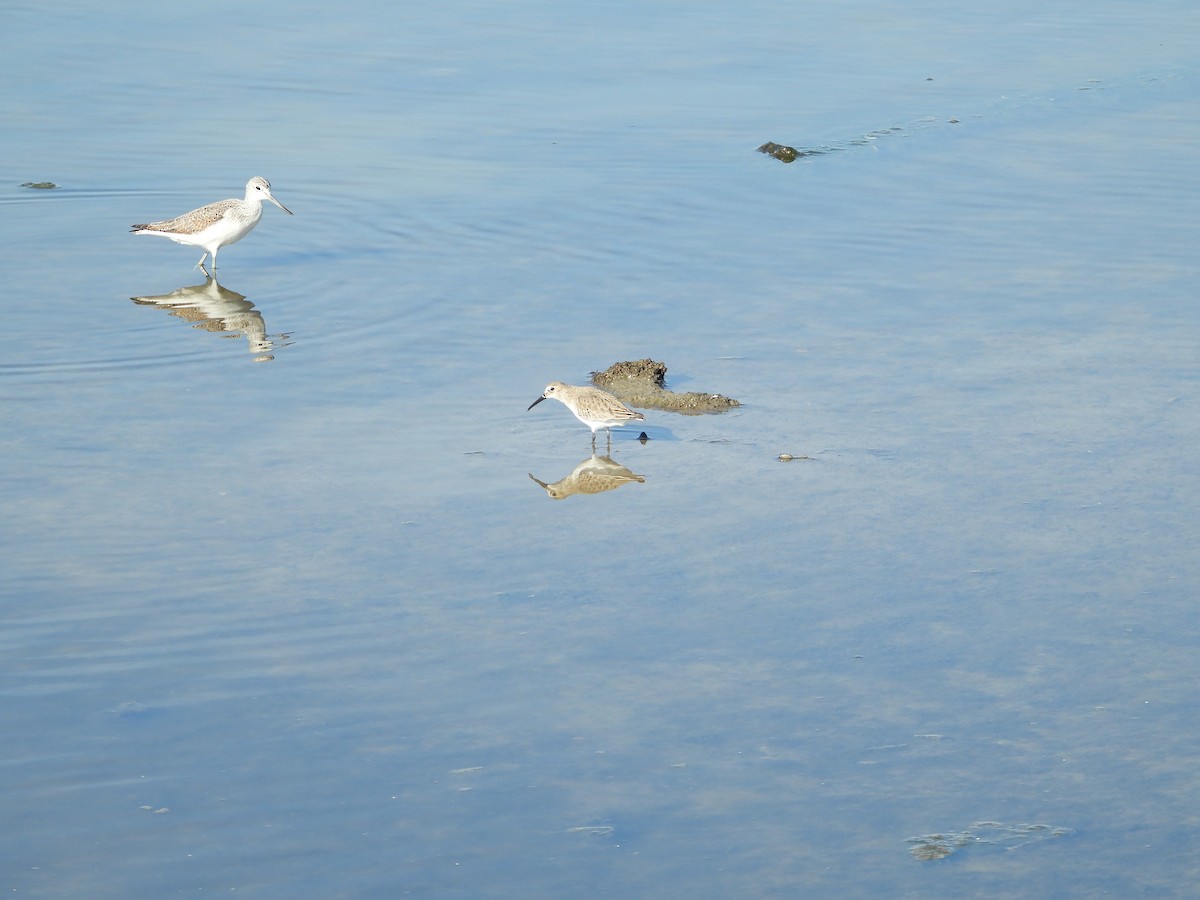 Common Greenshank - ML645383699