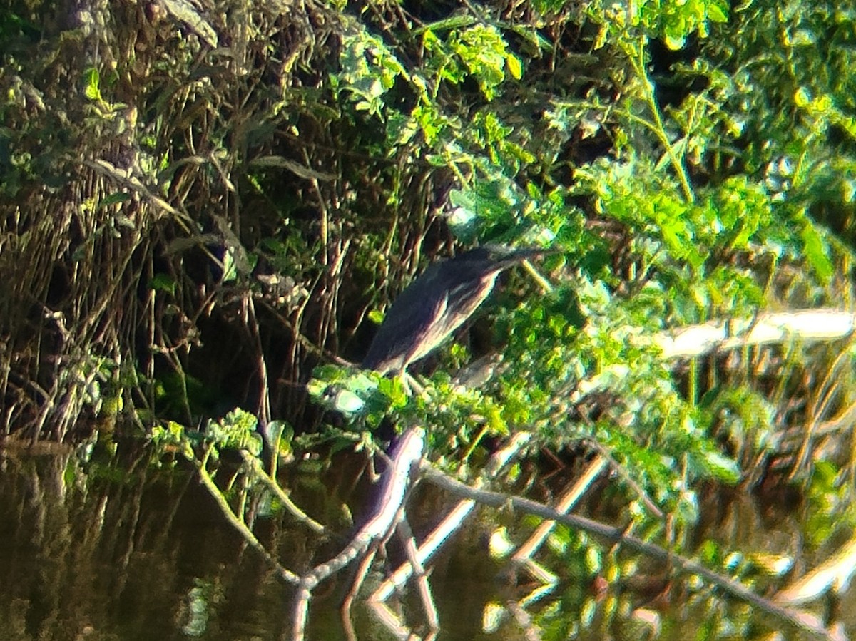 Little Heron - ML645383700