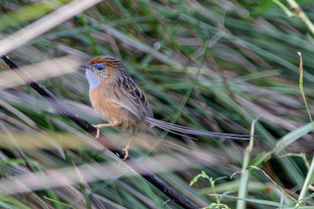 Southern Emuwren - ML645383701