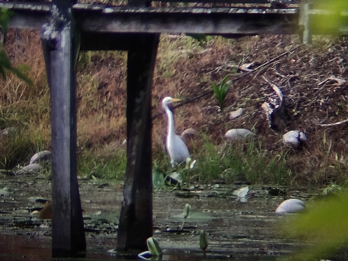 Medium Egret - ML645383702