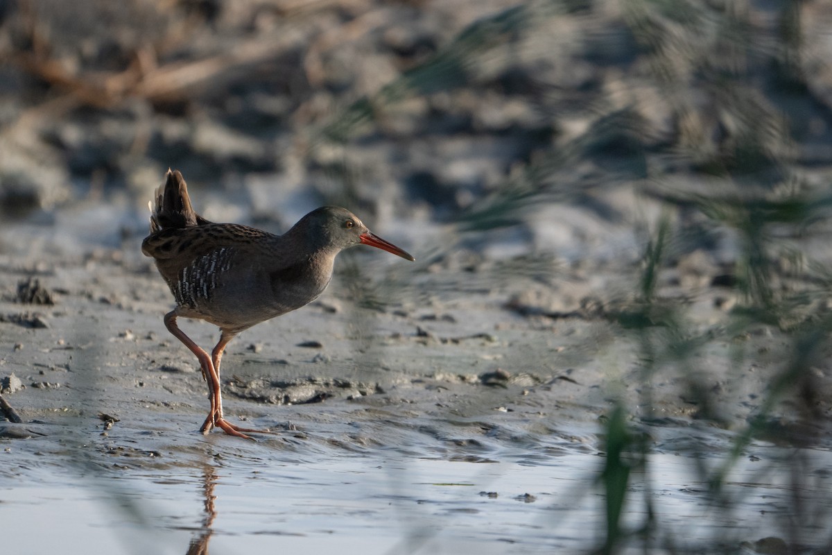 Water Rail - ML645383703