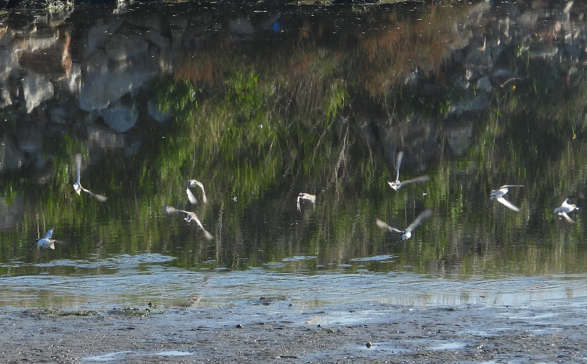 Little Stint - ML645383714