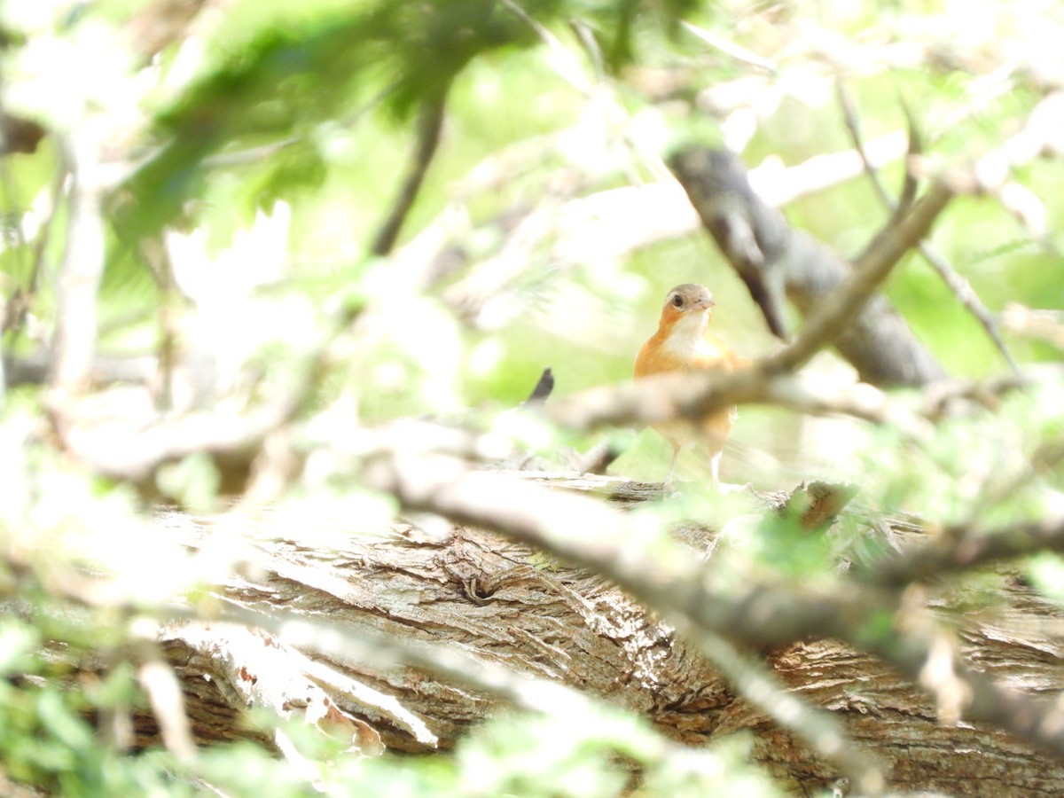 Caribbean Hornero - ML645383717