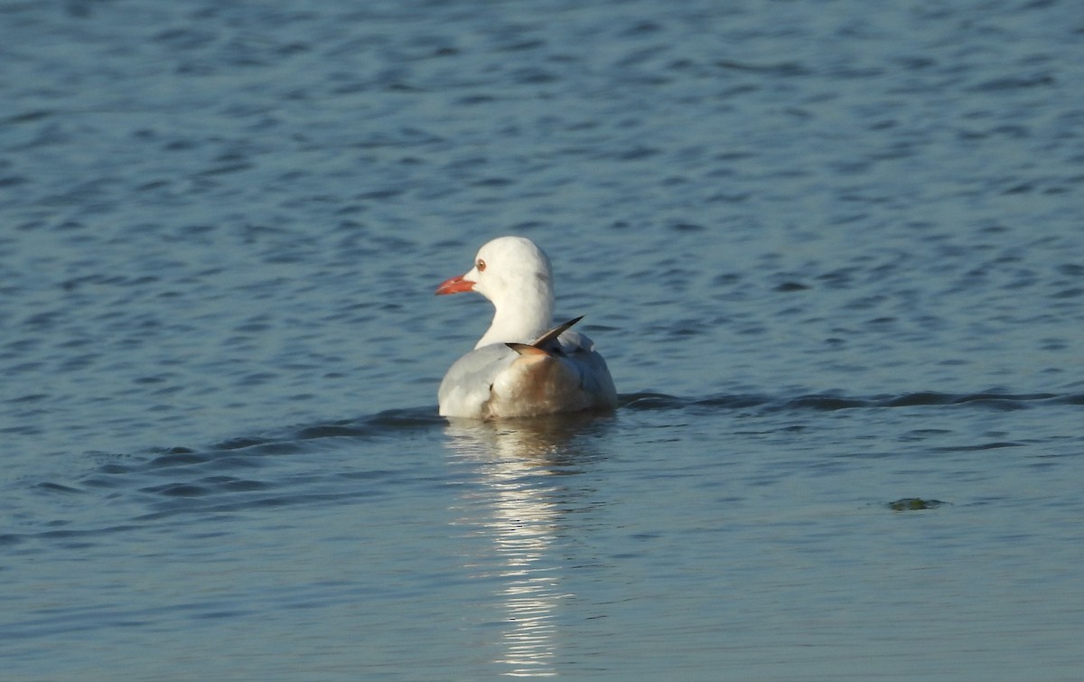 Slender-billed Gull - ML645383720