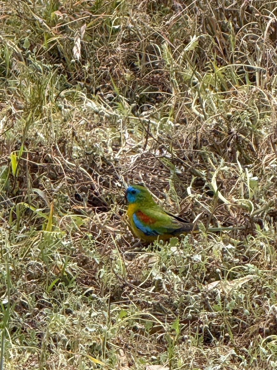 Turquoise Parrot - ML645383724