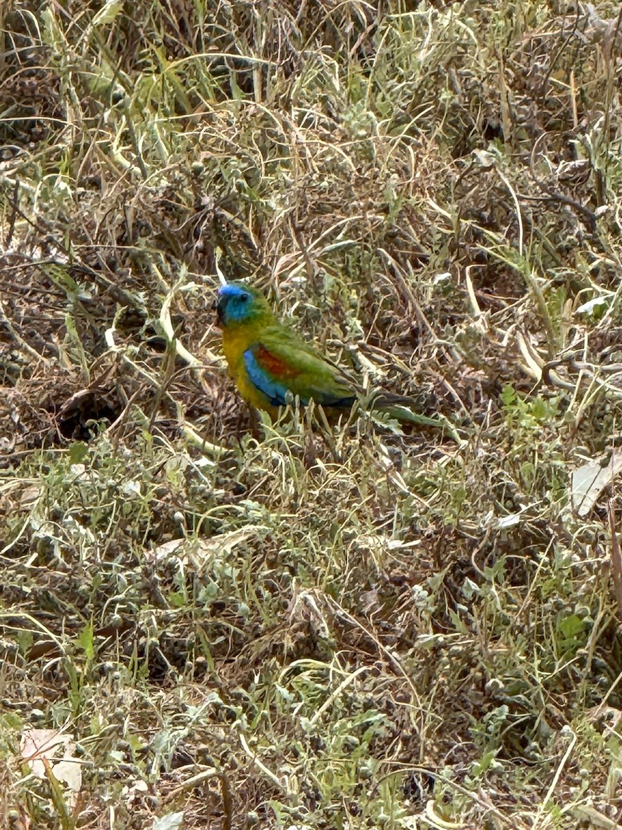 Turquoise Parrot - ML645383725