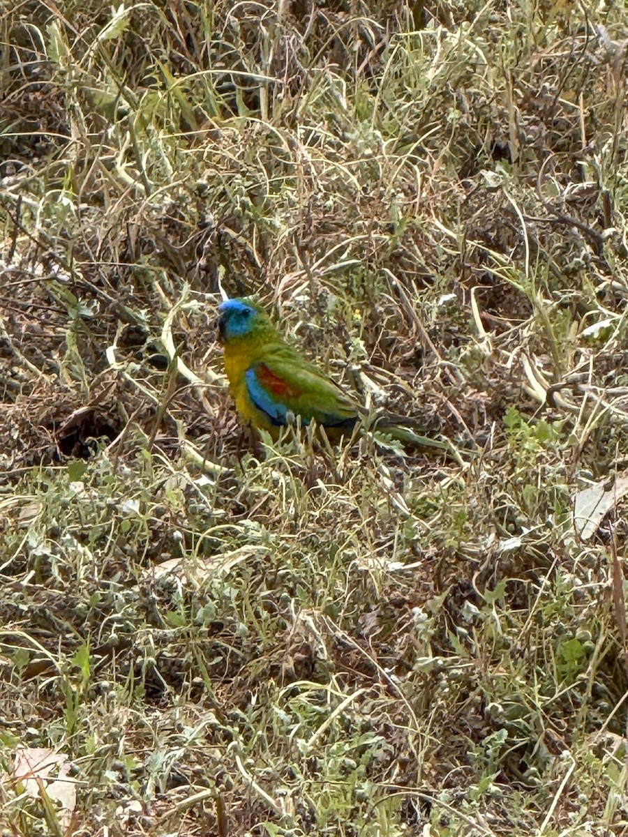 Turquoise Parrot - ML645383726
