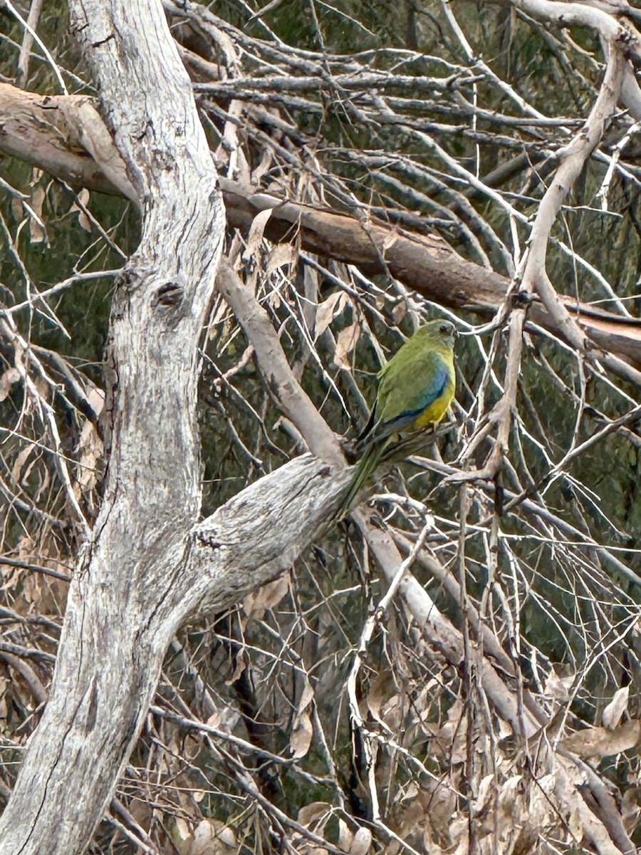 Turquoise Parrot - ML645383731