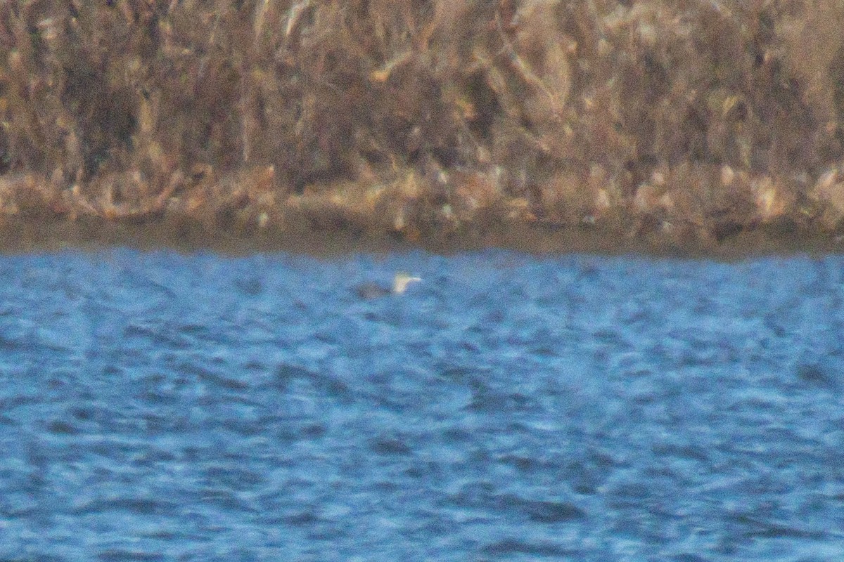 Plongeon catmarin - ML645383738