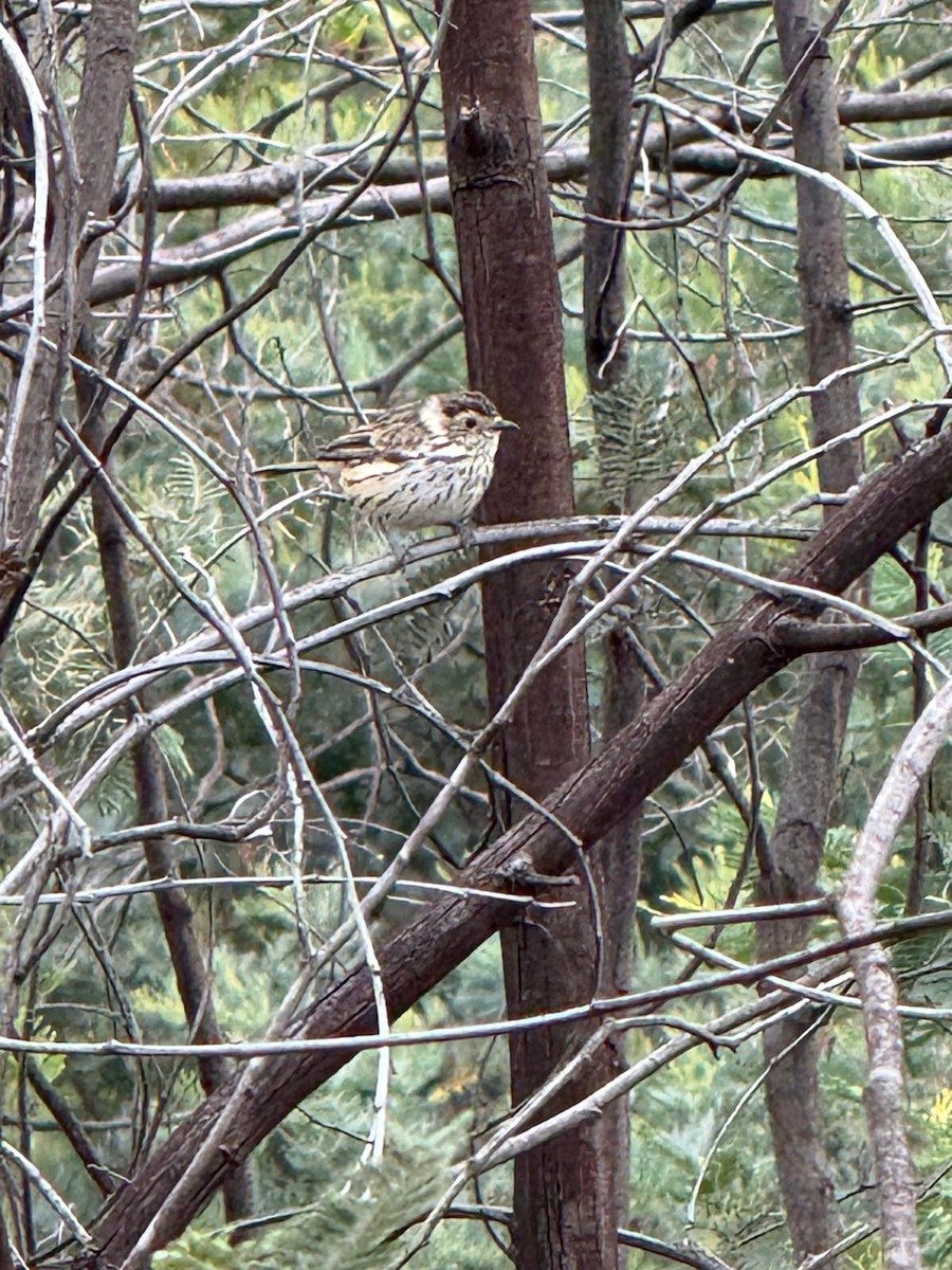 Speckled Warbler - ML645383742