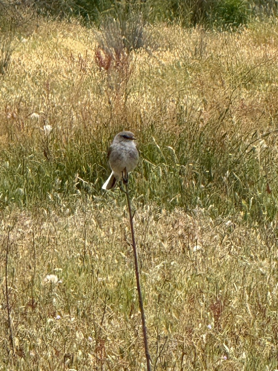 lejsčík šedohnědý - ML645383744