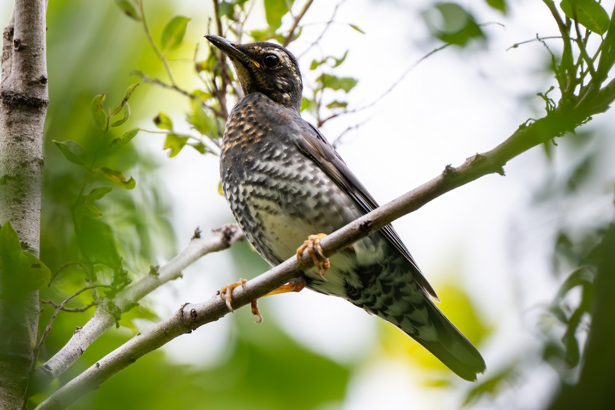 Siberian Thrush - ML645383746