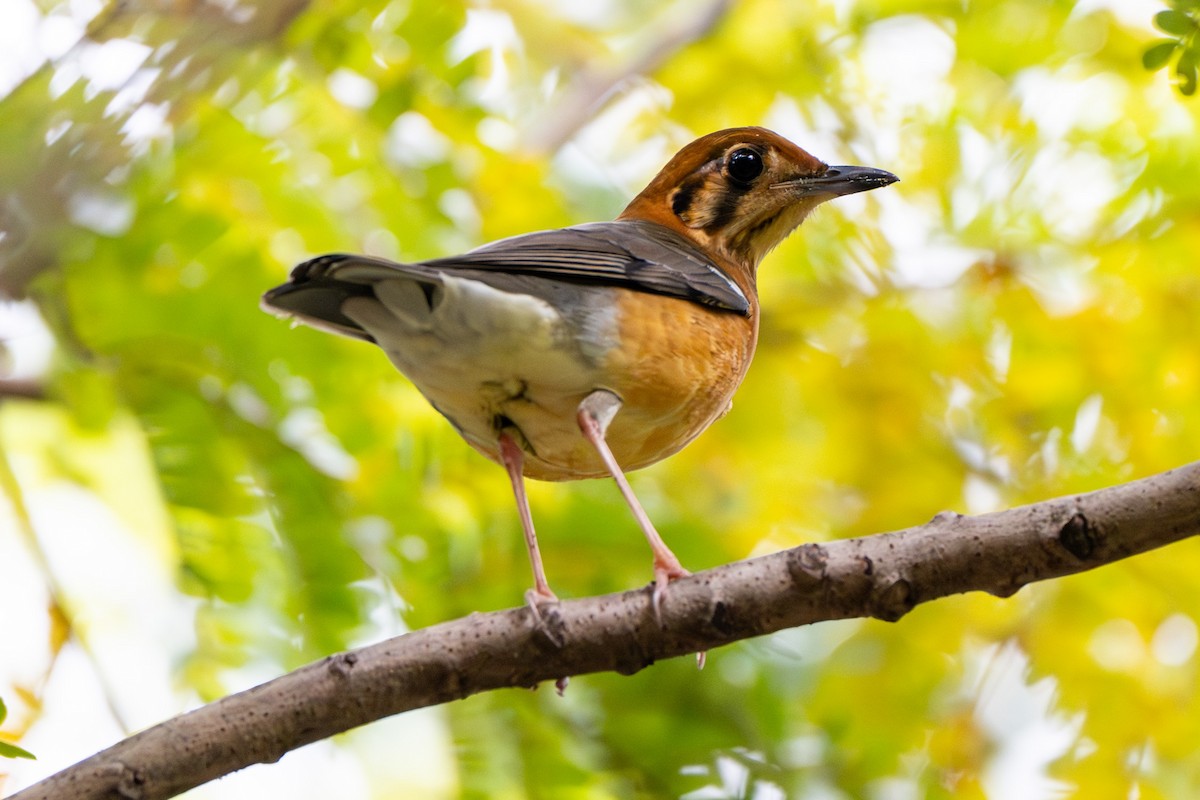 Orange-headed Thrush - ML645383752