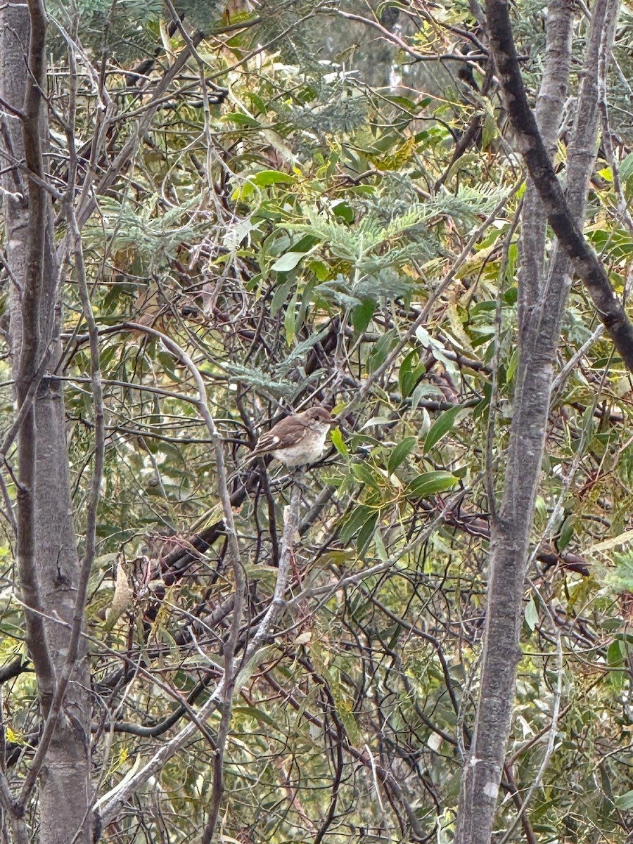 Red-capped Robin - ML645383753