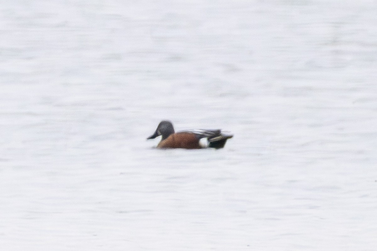 Canard bridé - ML645383764