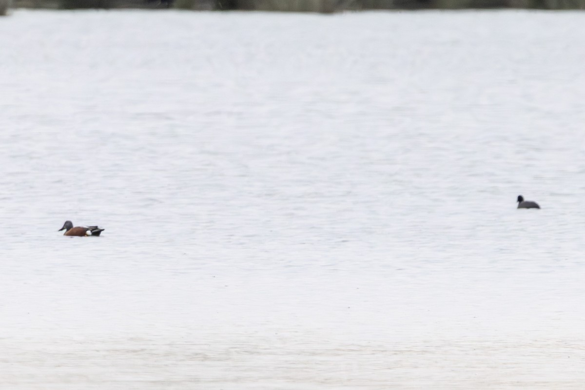 Canard bridé - ML645383765