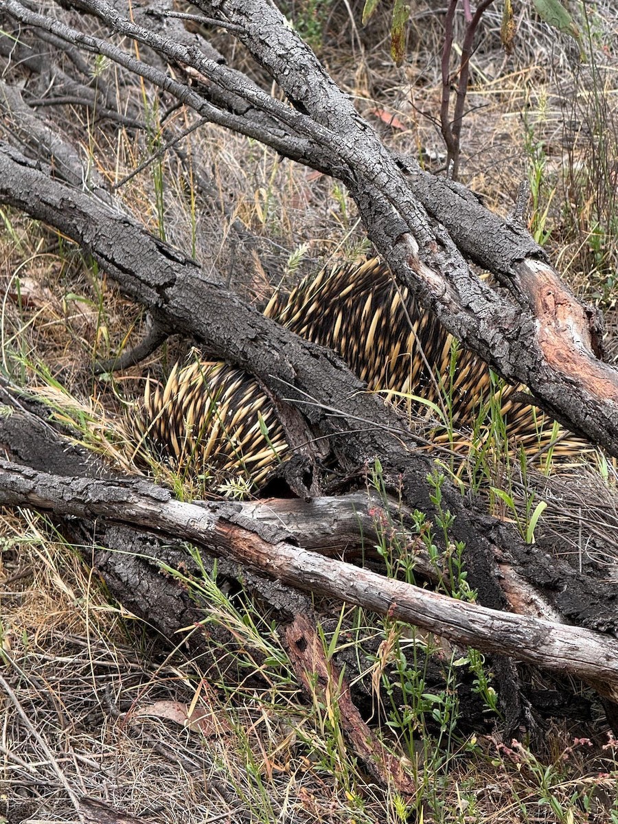 Short-beaked Echidna - ML645383770