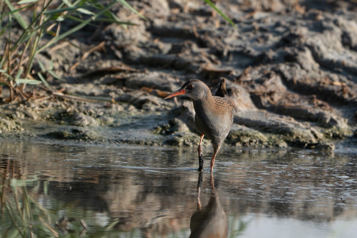 Wasserralle - ML645383772