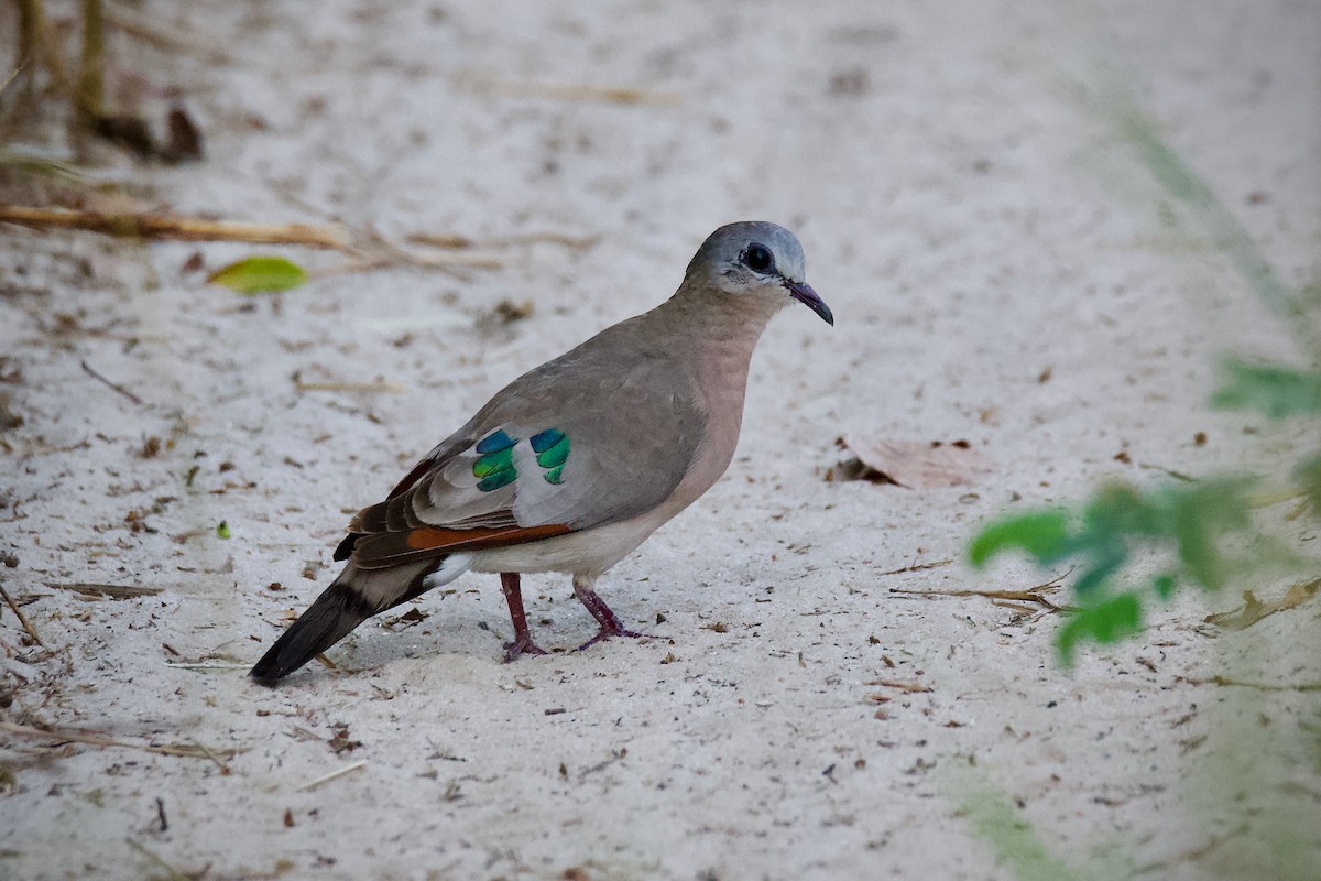 Tourtelette émeraudine - ML645383786