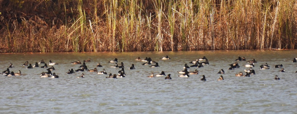 環頸潛鴨 - ML645383788