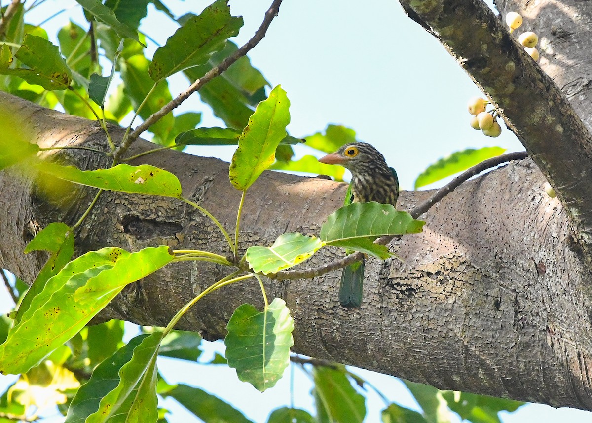 シロボシオオゴシキドリ - ML645383794