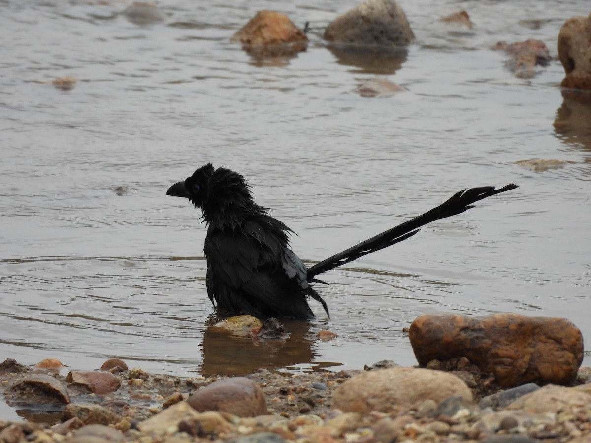 Ракетохвостая сорока - ML645383796