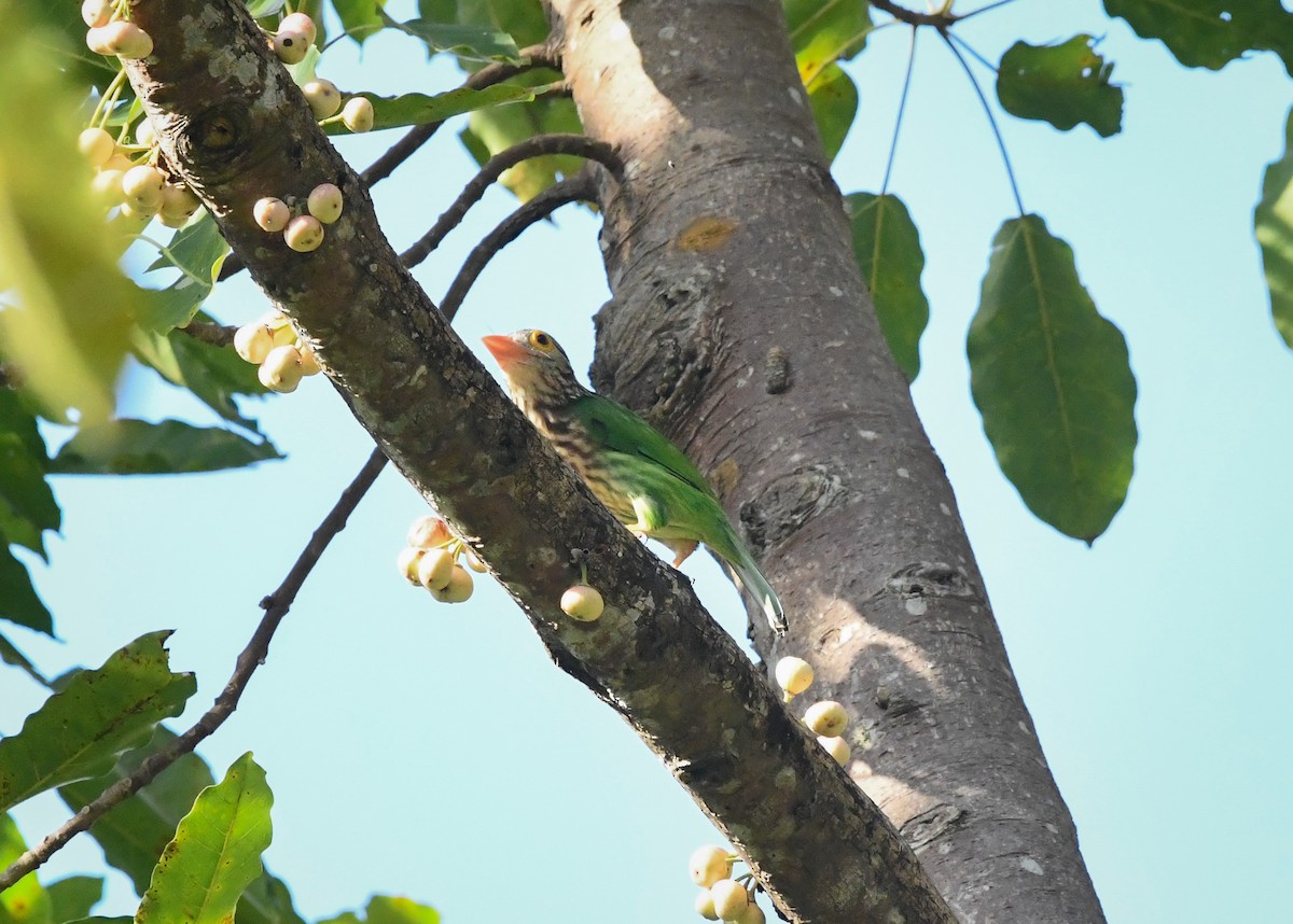 シロボシオオゴシキドリ - ML645383797