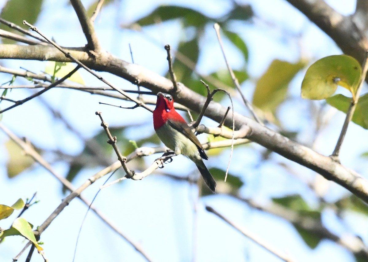 Karmesinnektarvogel - ML645383814