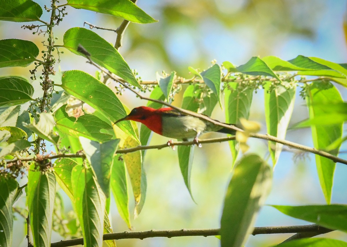 Karmesinnektarvogel - ML645383815