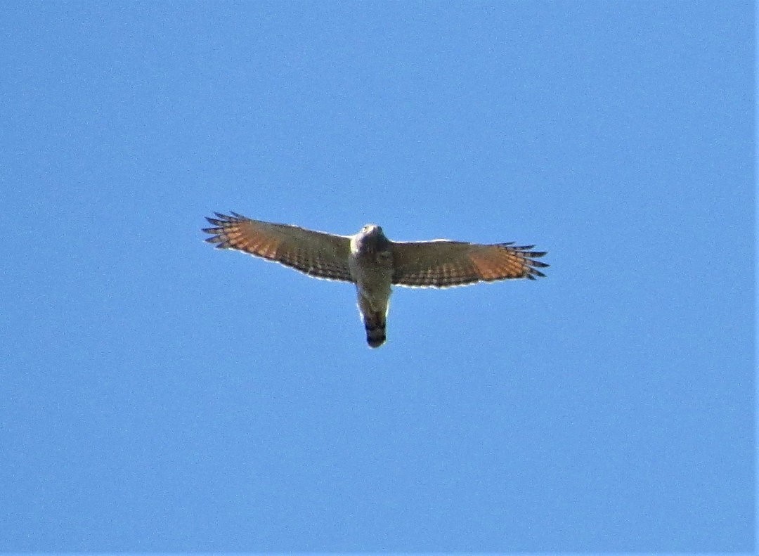 Roadside Hawk - ML645383822