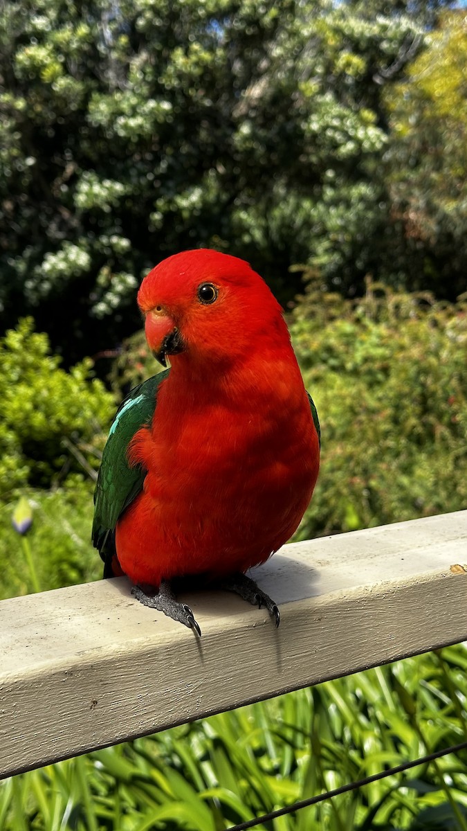 Australian King-Parrot - ML645383824