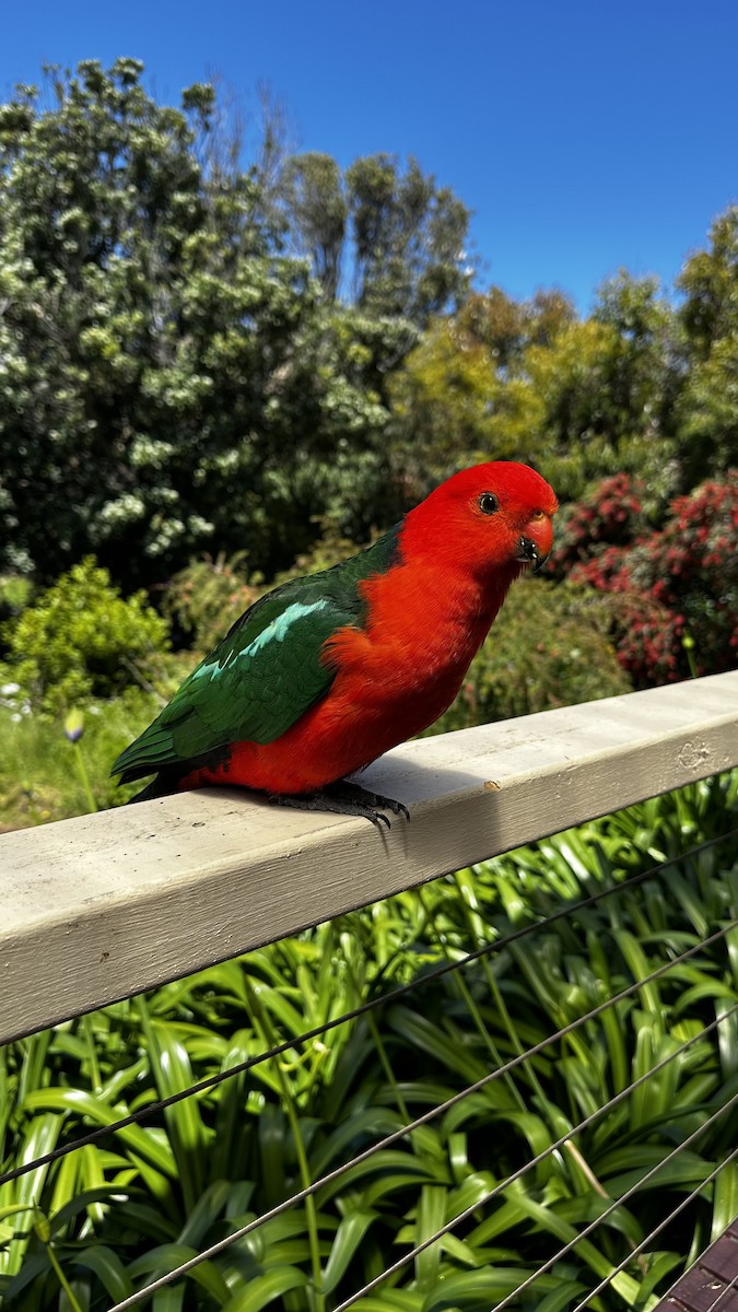 Australian King-Parrot - ML645383825