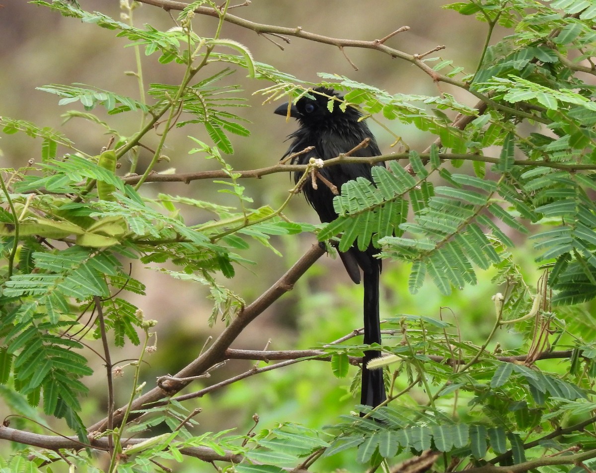 Ракетохвостая сорока - ML645383826