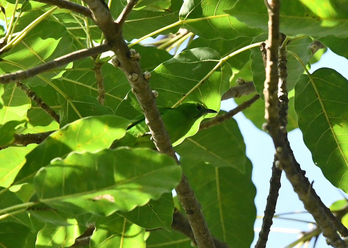 Greater Green Leafbird - ML645383827