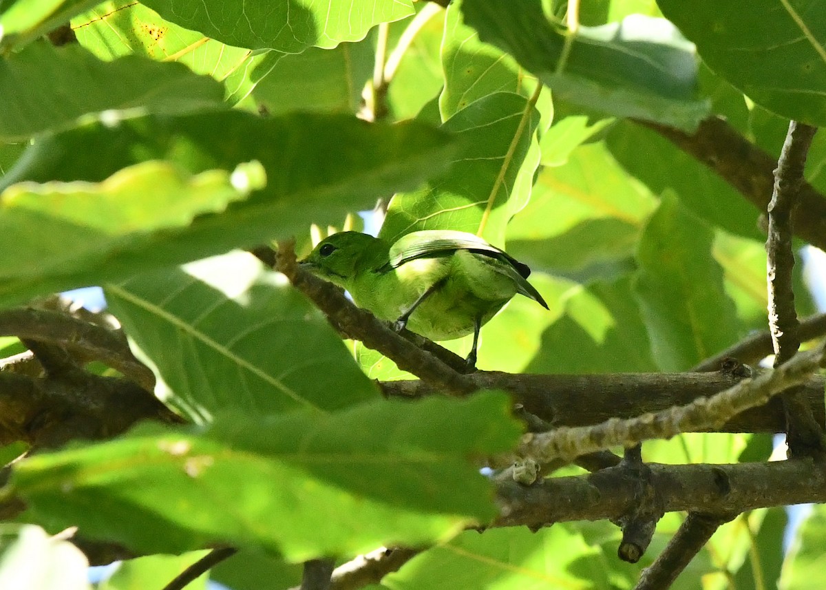 Greater Green Leafbird - ML645383829