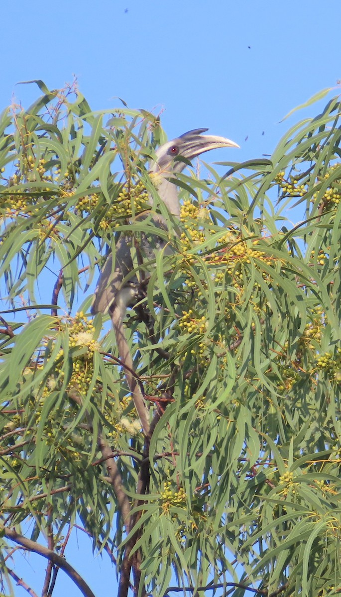 インドコサイチョウ - ML645383834