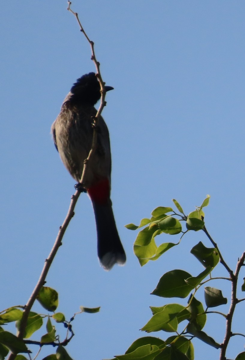 シリアカヒヨドリ - ML645383839