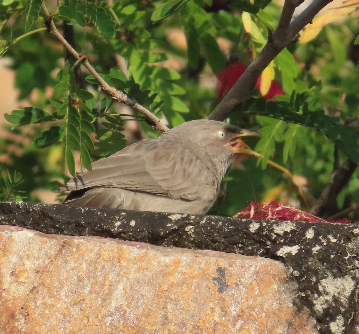 ツチイロヤブチメドリ - ML645383847