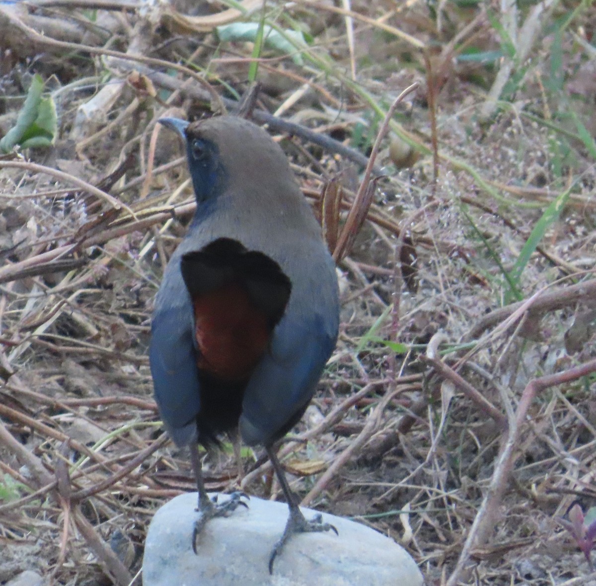 インドヒタキ - ML645383855