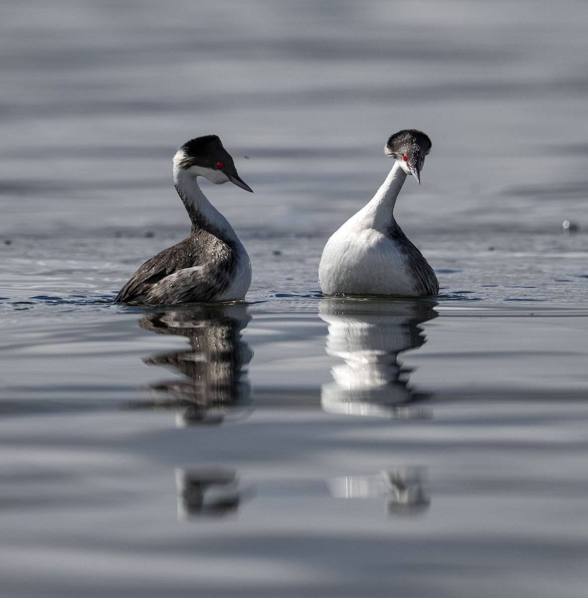 Junin Grebe - ML645383860