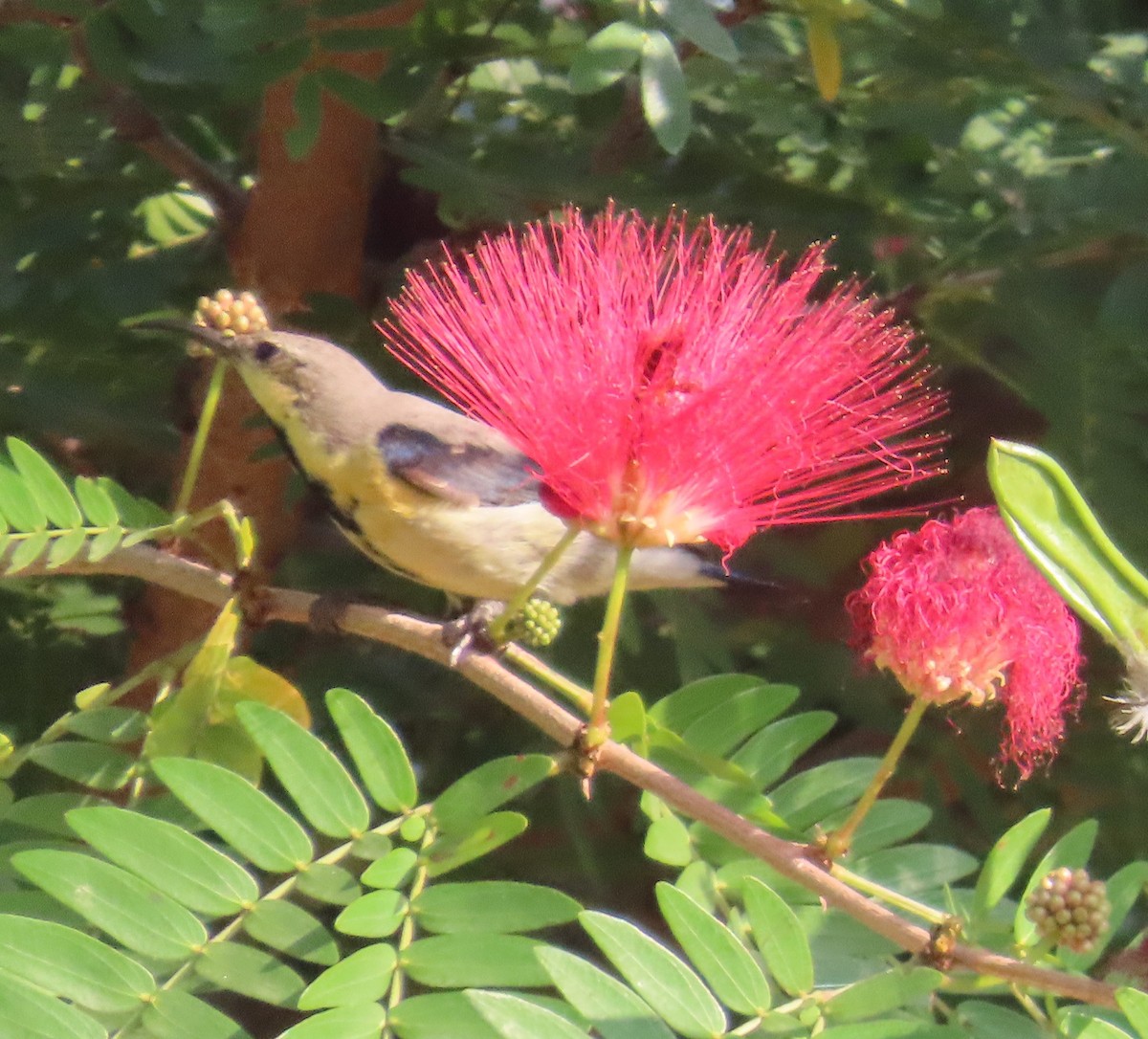 ムラサキタイヨウチョウ - ML645383861