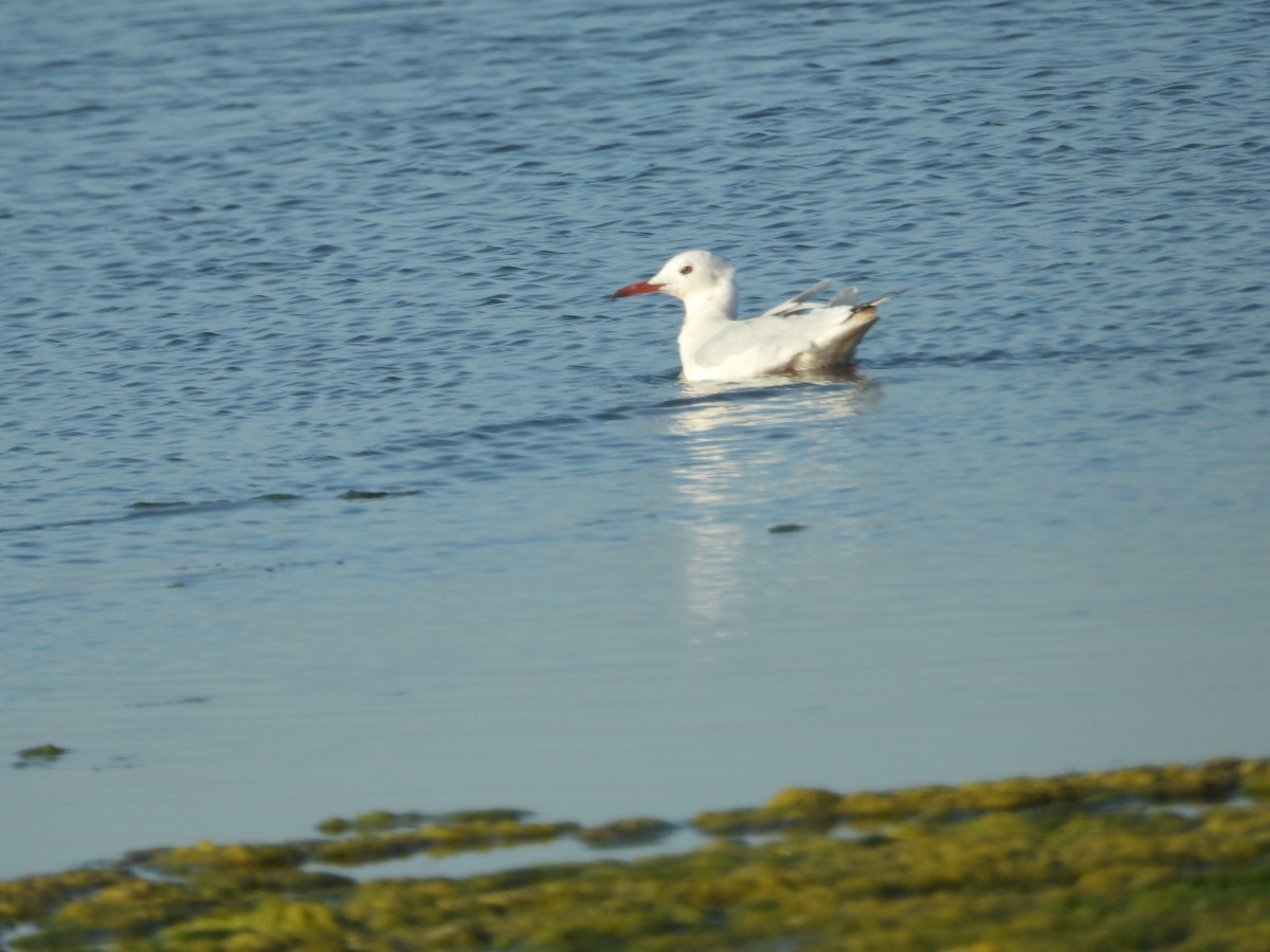 Slender-billed Gull - ML645383865