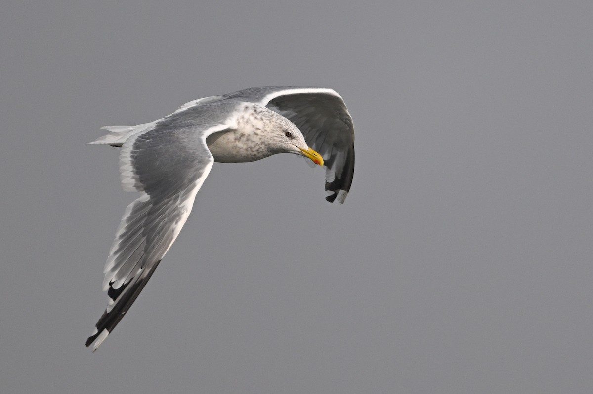 Vega Gull - ML645383875