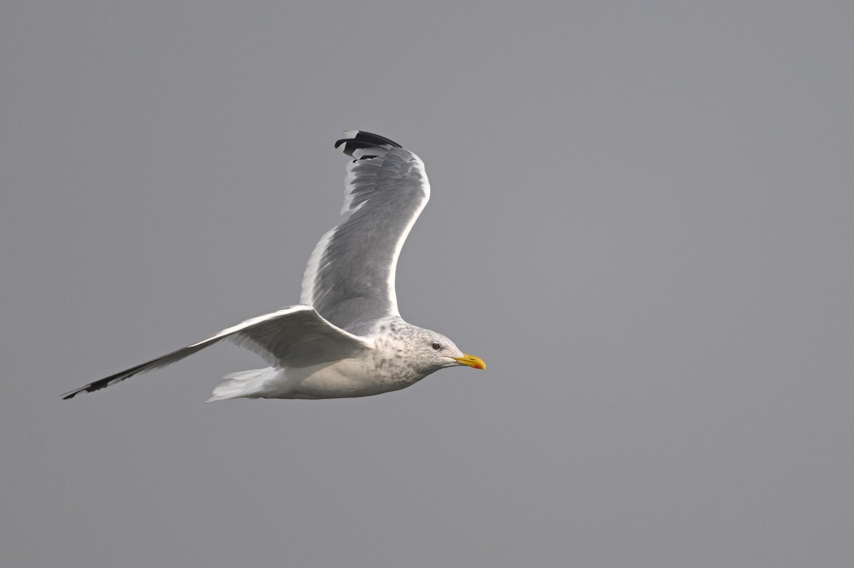 Vega Gull - ML645383876