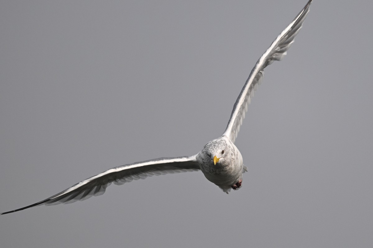 Vega Gull - ML645383878