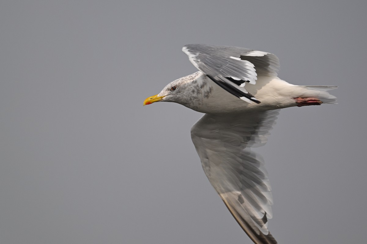 Vega Gull - ML645383879
