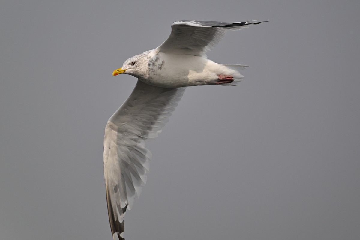 Vega Gull - ML645383880