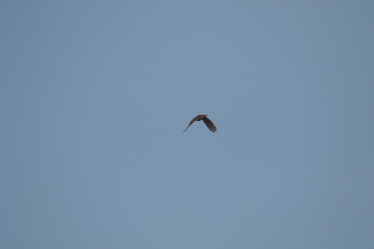 Oriental Skylark - ML645383882