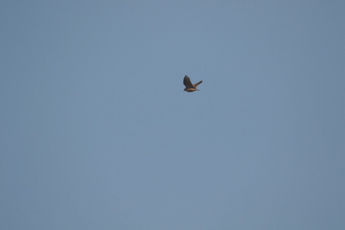 Oriental Skylark - ML645383886